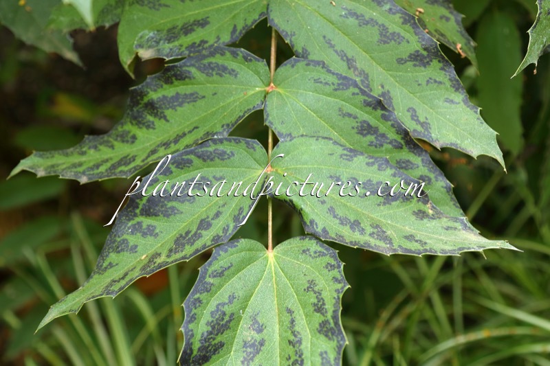 Mahonia duclouxiana