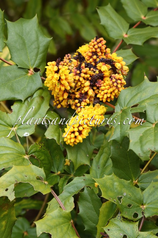 Mahonia duclouxiana