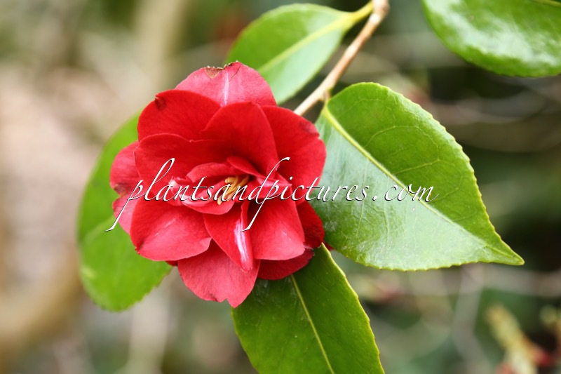 Camellia japonica ‘Konronkoku’