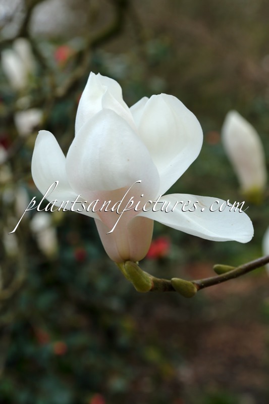 Magnolia ‘Columbus’