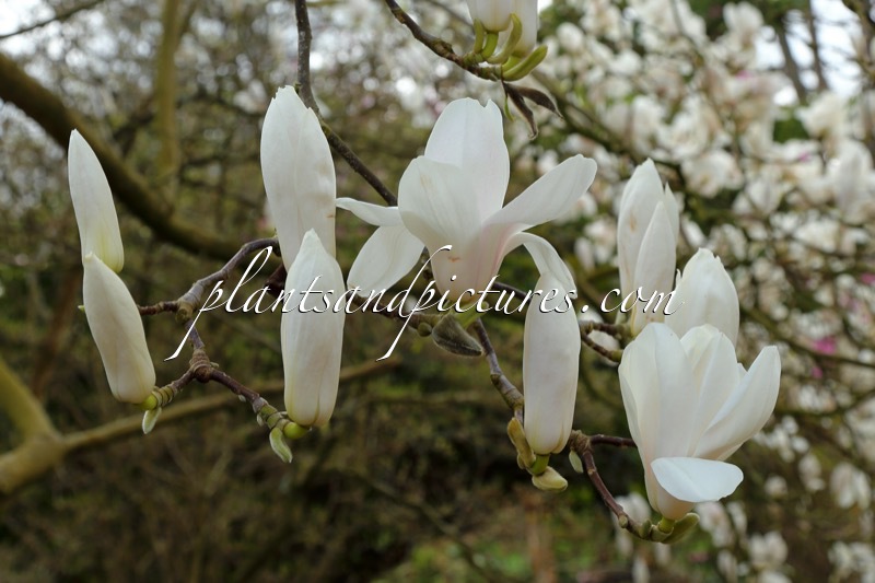 Magnolia ‘Columbus’