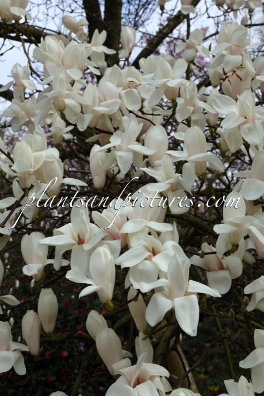 Magnolia ‘Columbus’