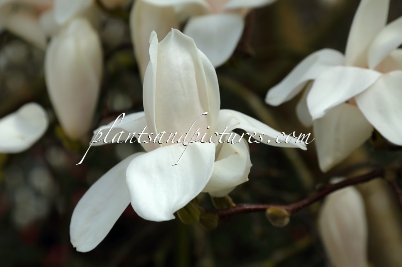 Magnolia ‘Columbus’