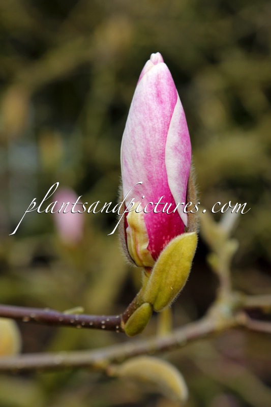 Magnolia ‘Dark Shadow’