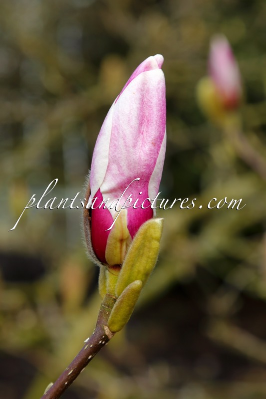 Magnolia ‘Dark Shadow’