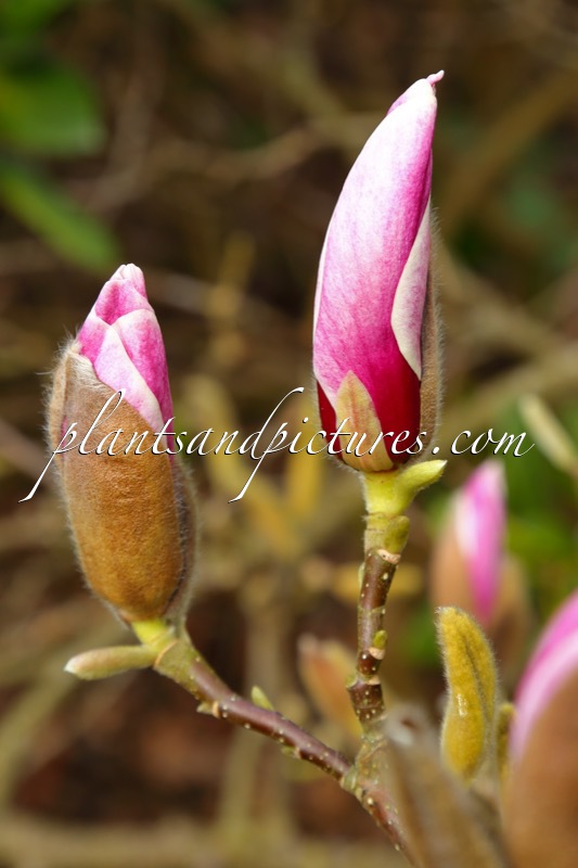 Magnolia ‘Dark Shadow’