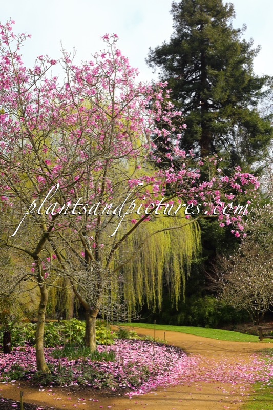 Magnolia sprengeri ‘Lanhydrock’