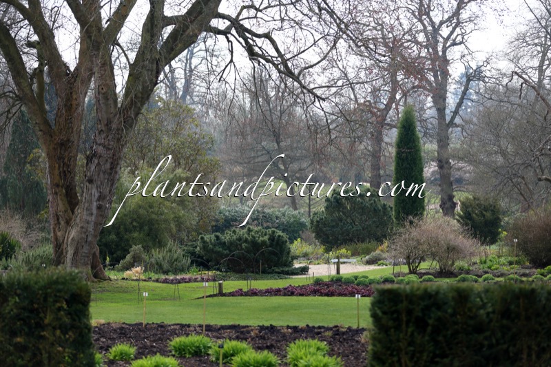 Savill Garden