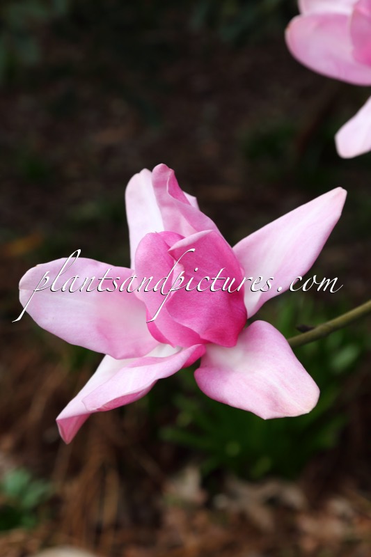 Magnolia campbellii ‘Queen Caroline’