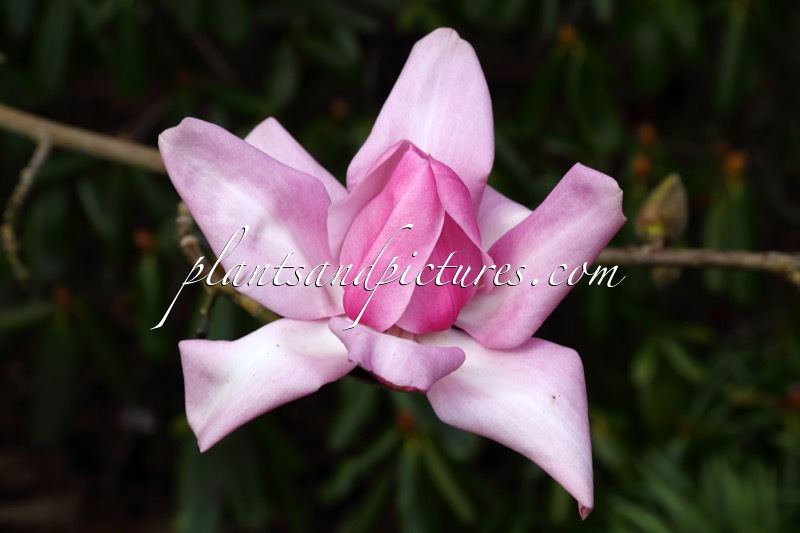 Magnolia campbellii ‘Queen Caroline’
