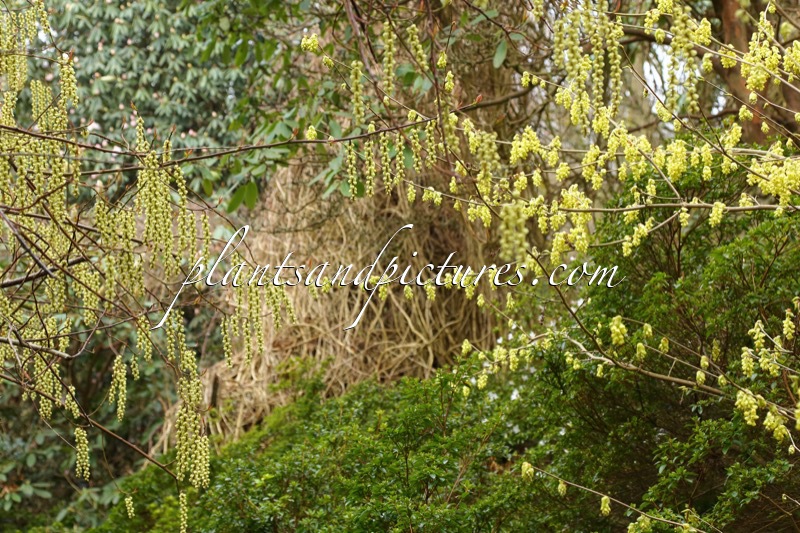 Stachyurus praecox (+Corylopsis chinensis f. veitchiana)