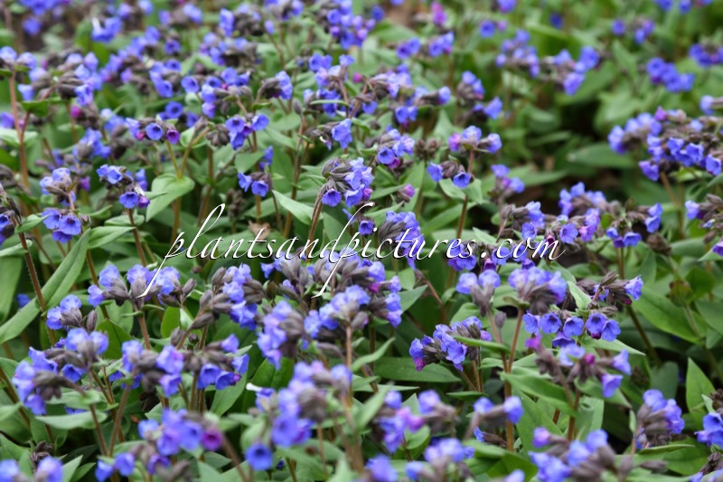 Pulmonaria angustifolia ‘Mawson’s Variety’