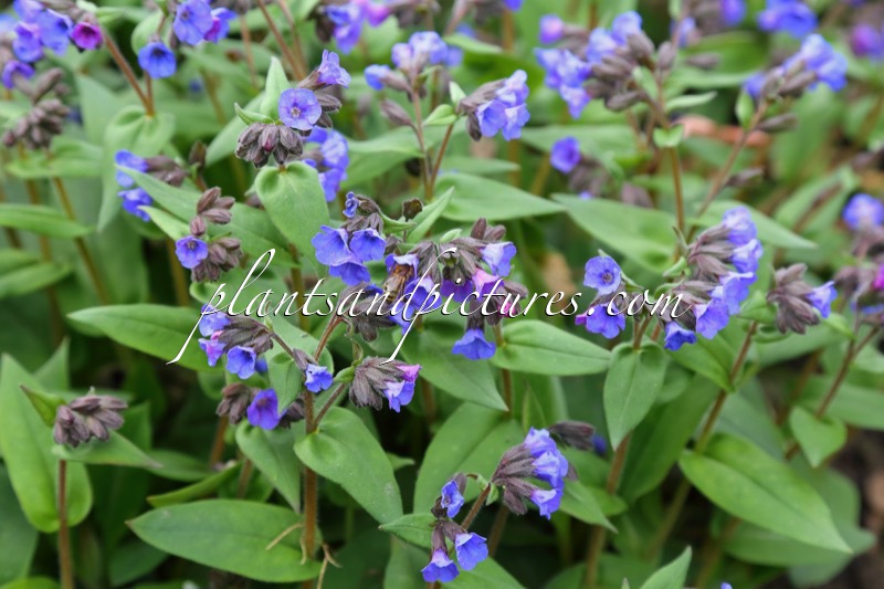 Pulmonaria angustifolia ‘Mawson’s Variety’