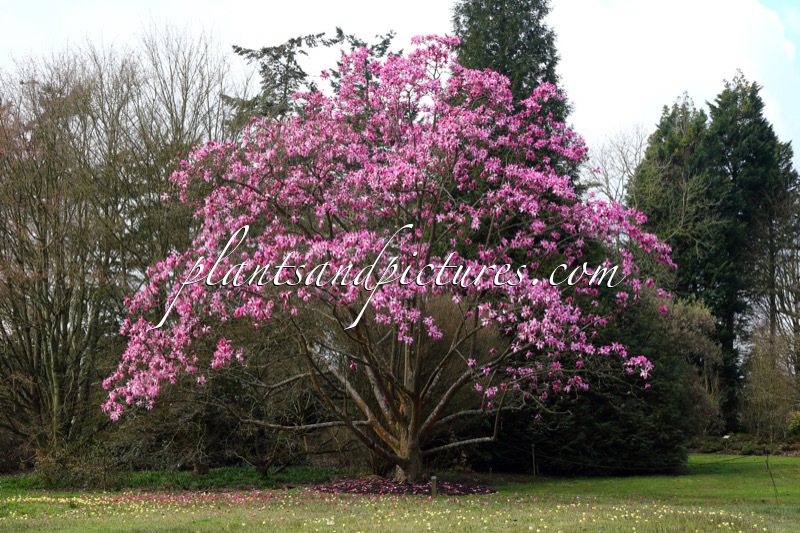 Magnolia sprengeri ‘Eric Savill’