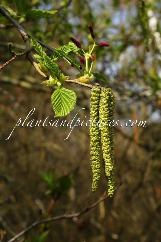 Alnus maximowiczii