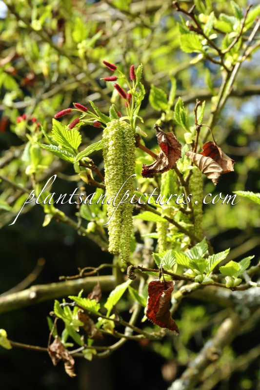 Alnus maximowiczii