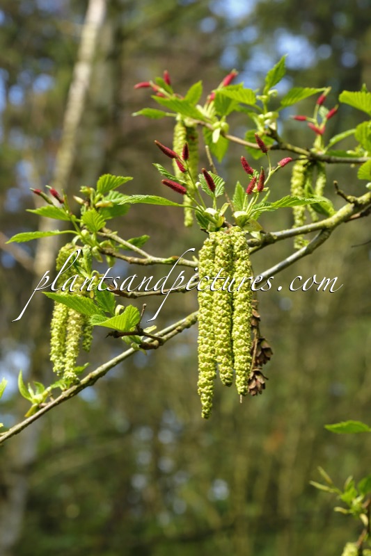Alnus maximowiczii