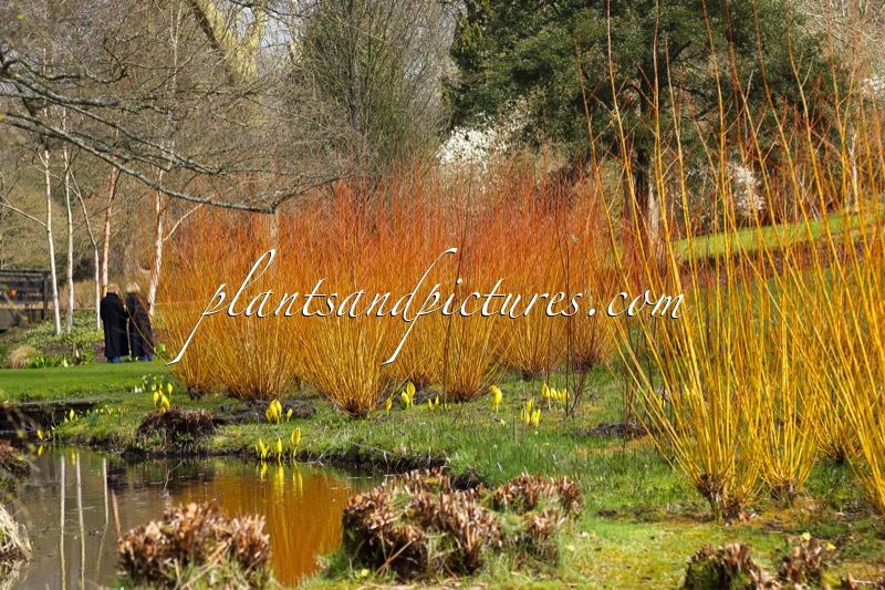 Salix alba ‘Yelverton’