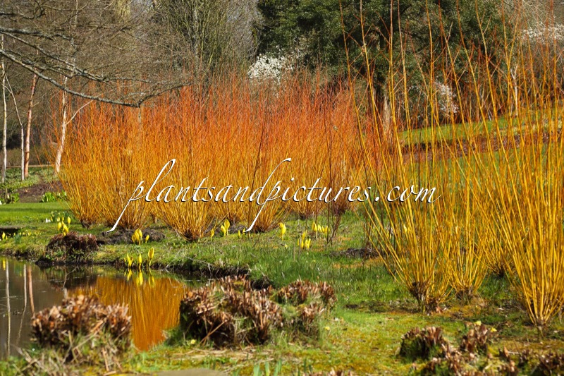 Salix alba ‘Yelverton’