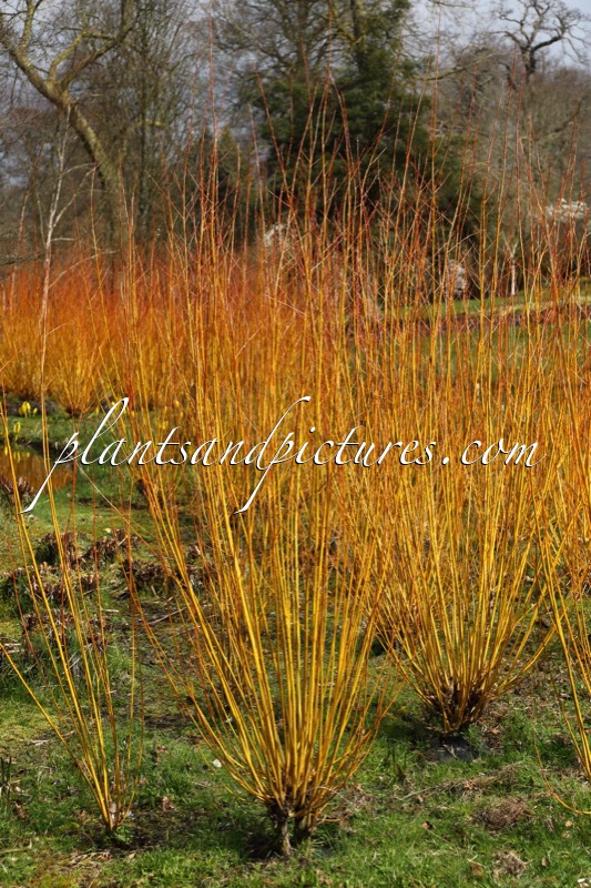 Salix alba ‘Chermesina’