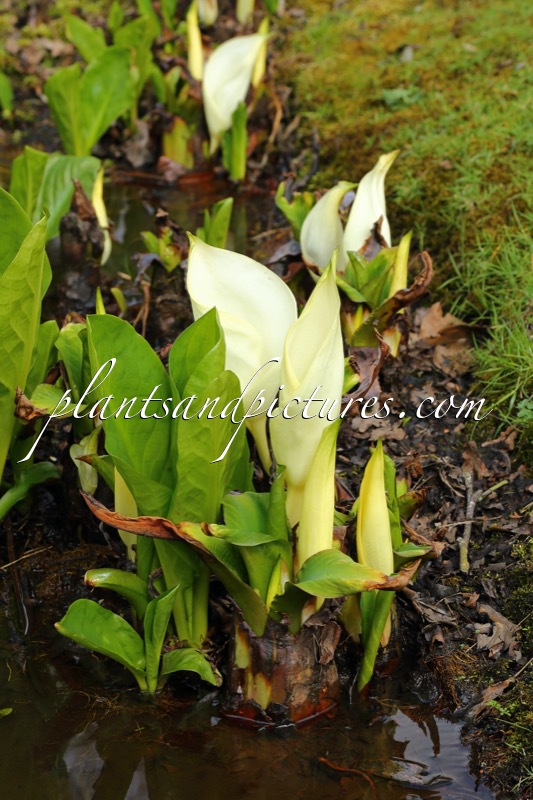 Lysichiton camtschatcensis