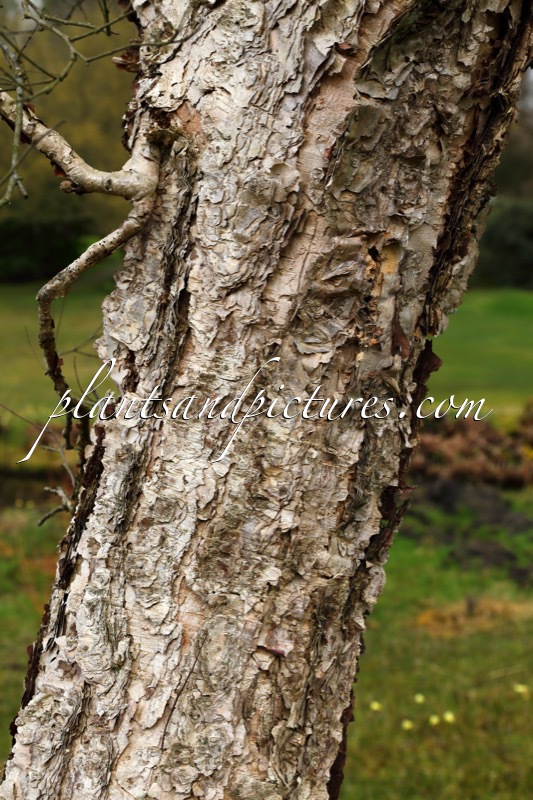 Betula davurica