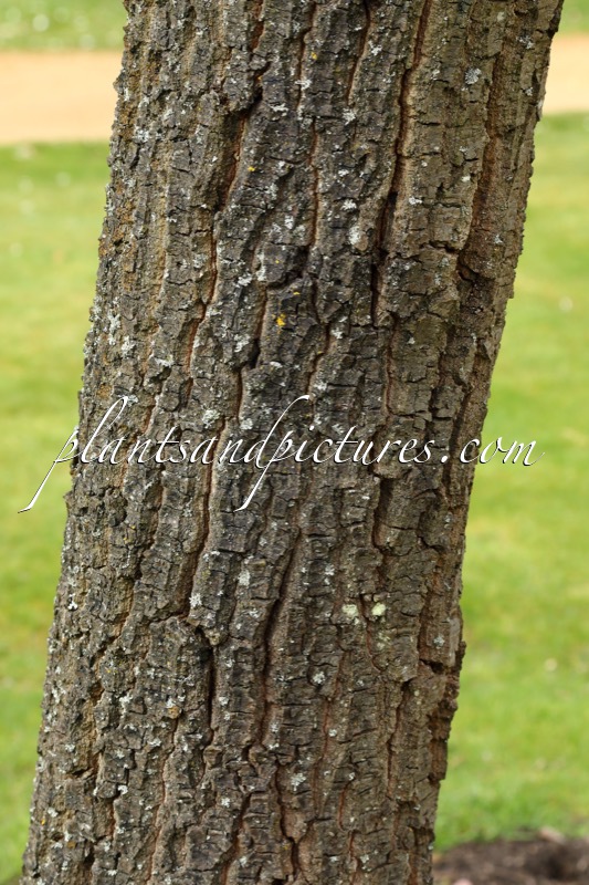 Quercus castaneifolia