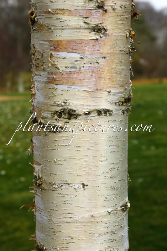 Betula pendula subsp. mandshurica