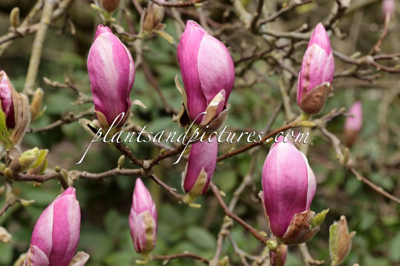 Magnolia soulangeana ‘Rustica Rubra’