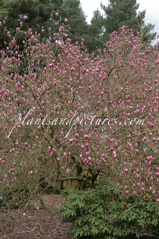 Magnolia soulangeana ‘Rustica Rubra’