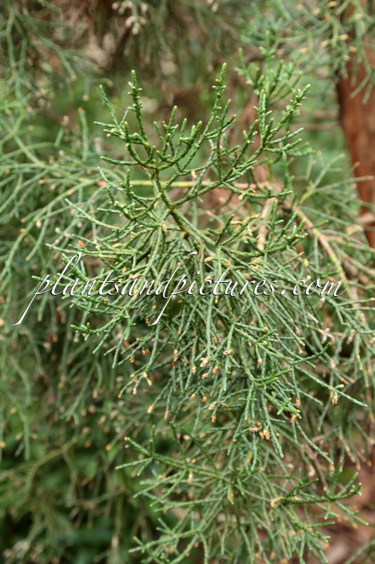 Athrotaxis cupressoides