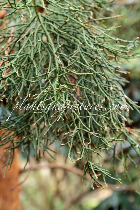 Athrotaxis cupressoides