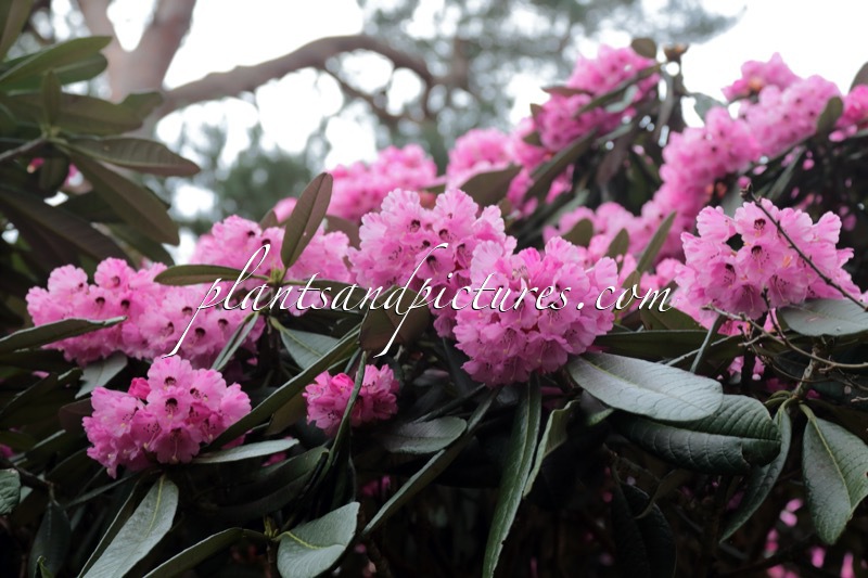 Rhododendron montroseanum