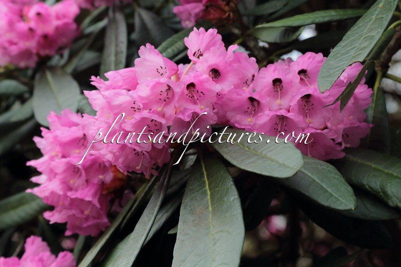 Rhododendron montroseanum