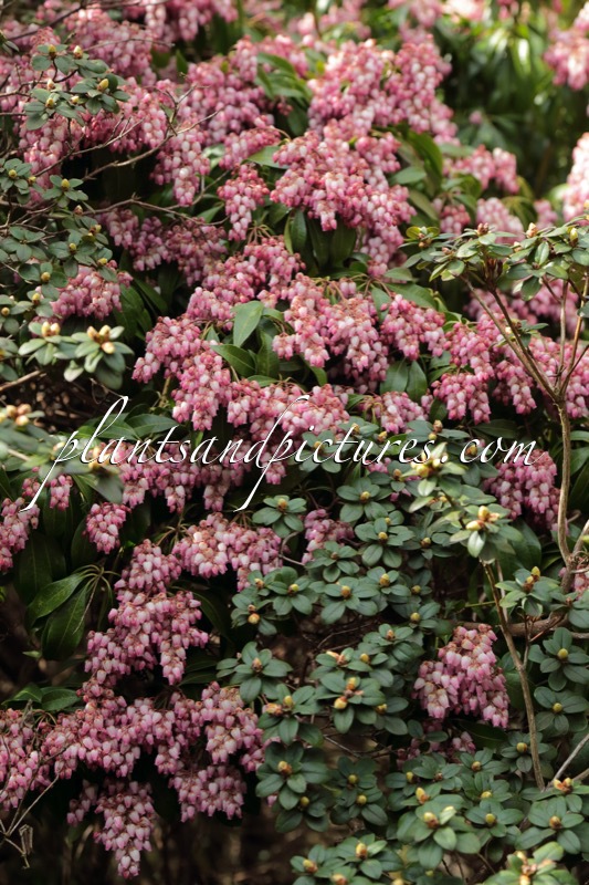 Pieris japonica ‘Rosea’