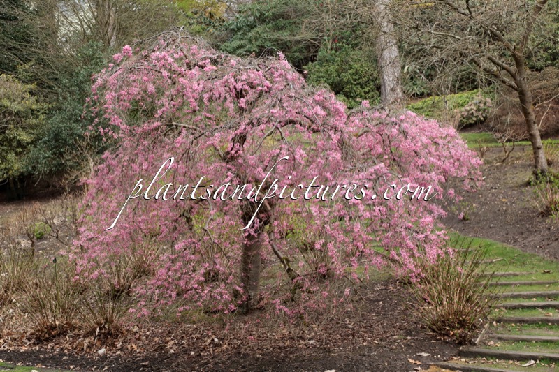 Prunus pendula ‘Pendula Rubra’