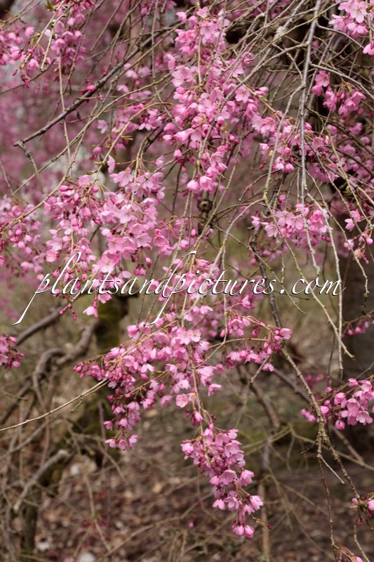 Prunus pendula ‘Pendula Rubra’