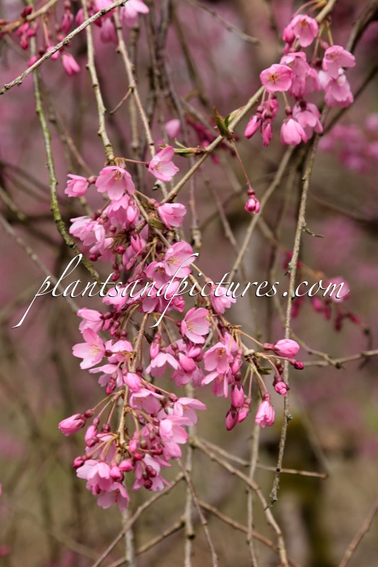 Prunus pendula ‘Pendula Rubra’