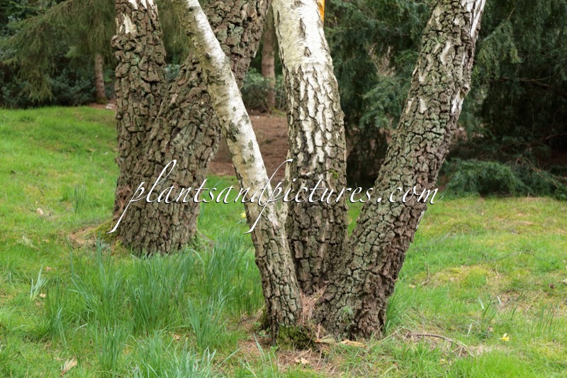 Betula pendula
