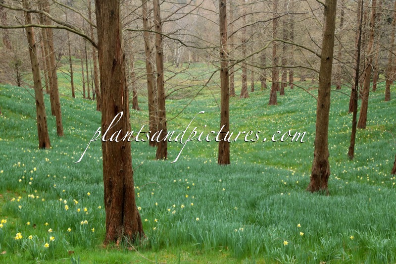 Metasequoia glyptostroboides (+Narcissus bulbocodium)