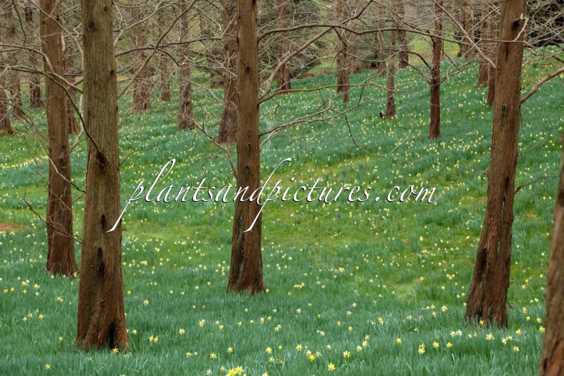 Metasequoia glyptostroboides (+Narcissus bulbocodium)