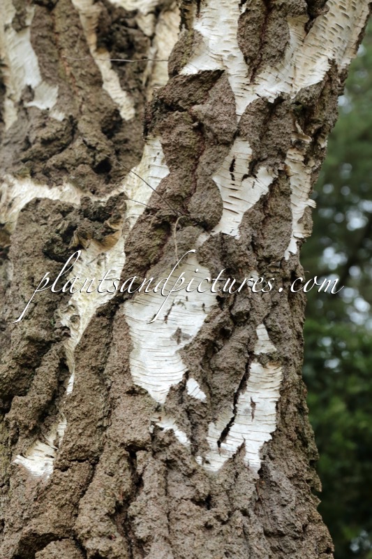 Betula pendula