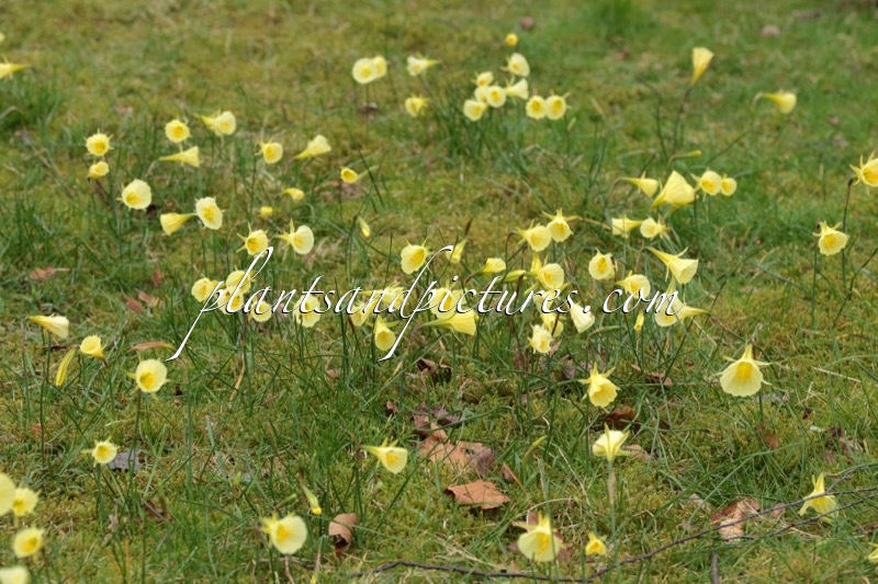 Narcissus bulbocodium