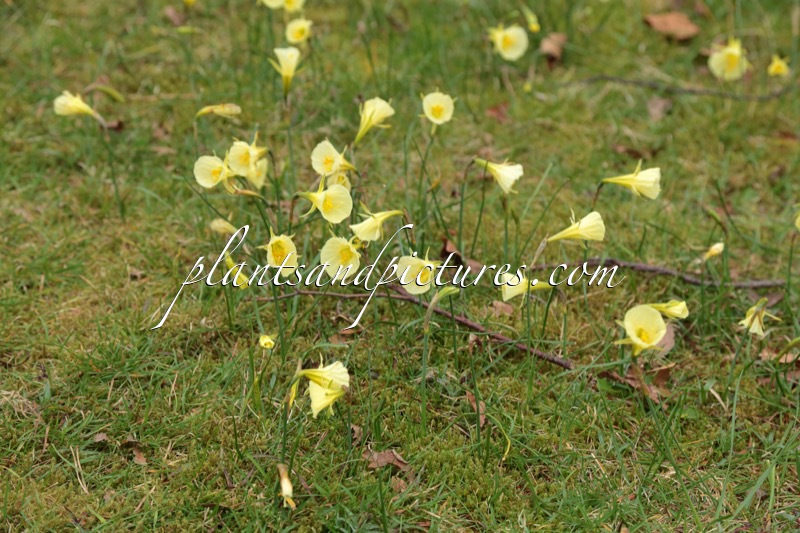 Narcissus bulbocodium