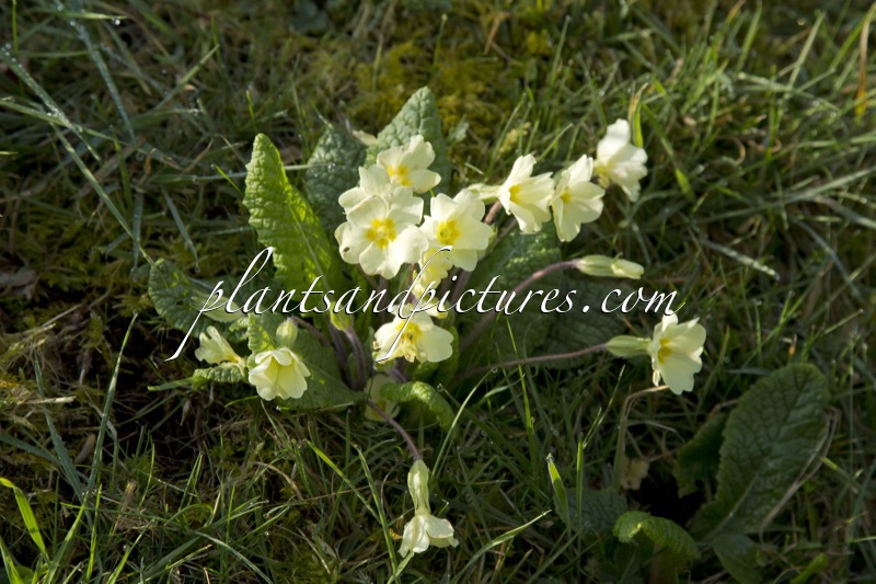 Primula vulgaris
