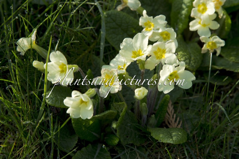 Primula vulgaris