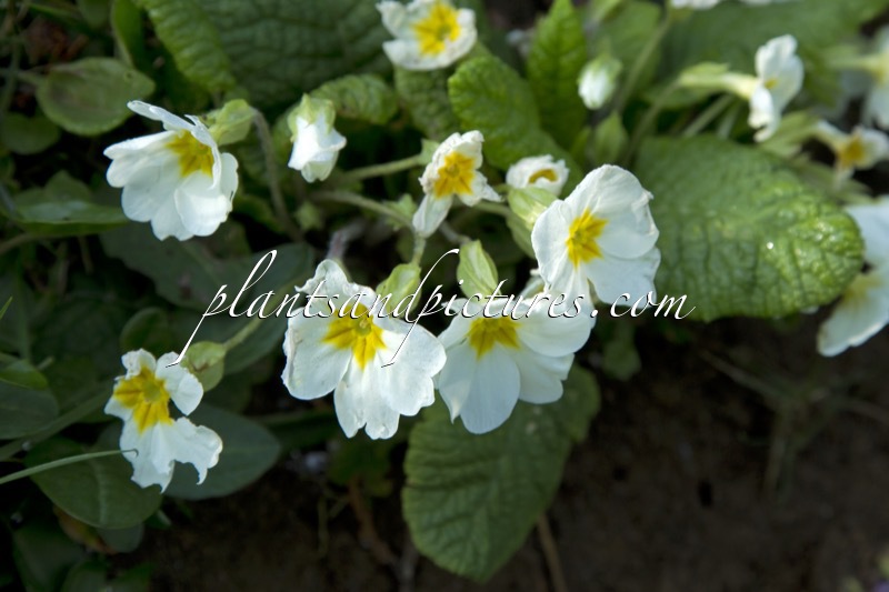 Primula vulgaris