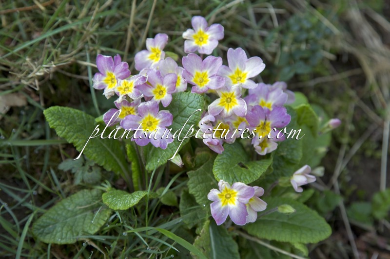 Primula vulgaris