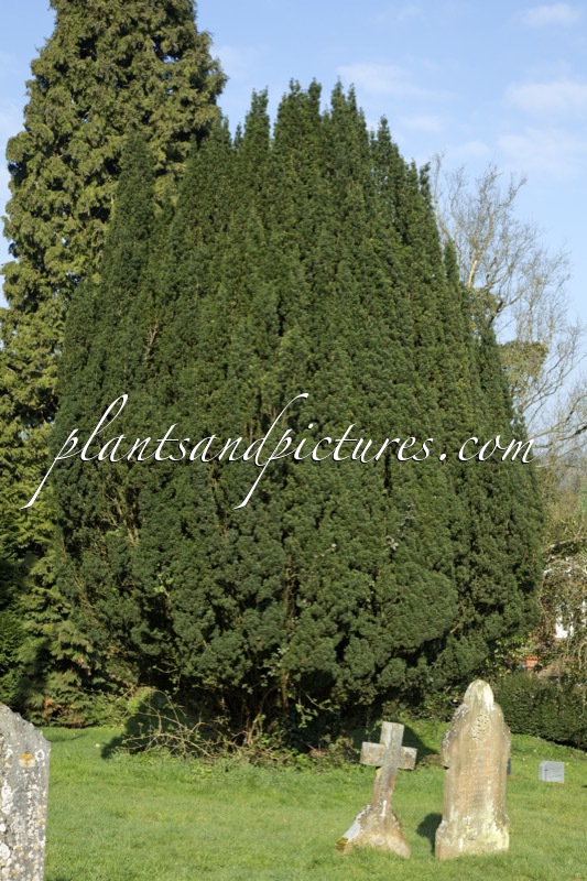 Taxus baccata ‘Fastigiata’