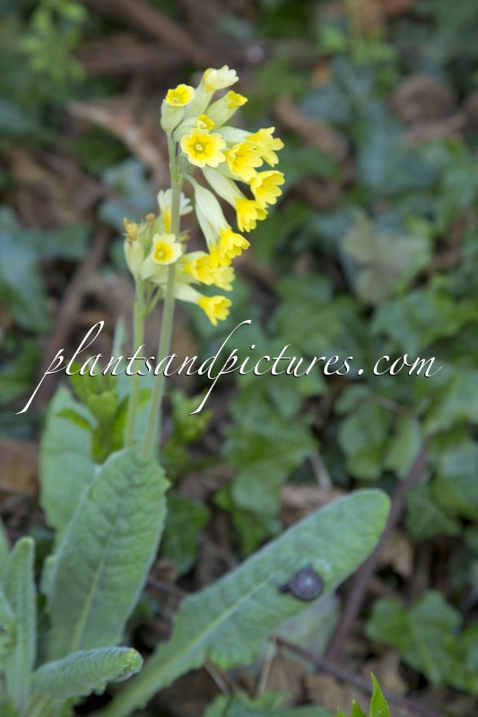 Primula veris
